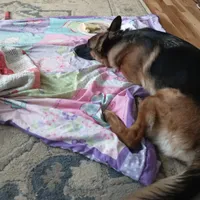 Reba, a female German Shepherd Dog for sale in Grass Lake, MI – Photo 4 of 4