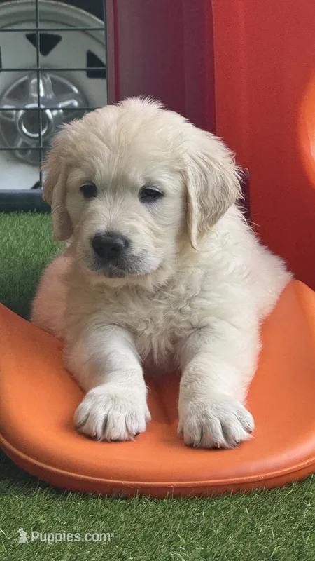 Banjo  – English Cream Golden Retriever puppy for sale in Rome, NY