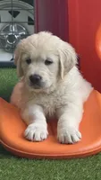 Banjo , a male English Cream Golden Retriever for sale in Rome, NY – 1 of 5