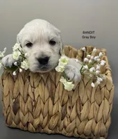 Bandit, a male English Cream Golden Retriever for sale in Rome, NY – 6 of 6