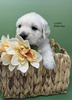 Lucky, a male English Cream Golden Retriever for sale in Rome, NY – 4 of 4
