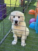Bandit, a male English Cream Golden Retriever for sale in Rome, NY – 5 of 6