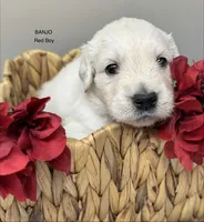 Banjo , a male English Cream Golden Retriever for sale in Rome, NY – 2 of 5
