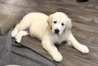 Lucky, a male English Cream Golden Retriever for sale in Rome, NY – 2 of 4