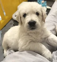 Banjo , a male English Cream Golden Retriever for sale in Rome, NY – 4 of 5