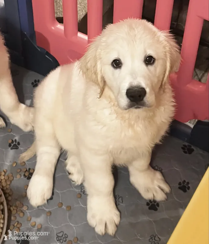 Lucky – English Cream Golden Retriever puppy for sale in Rome, NY