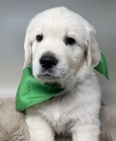 Lucky, a male English Cream Golden Retriever for sale in Rome, NY – 3 of 4