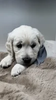 Bandit, a male English Cream Golden Retriever for sale in Rome, NY – 3 of 6