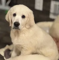 Bandit, a male English Cream Golden Retriever for sale in Rome, NY – 1 of 6