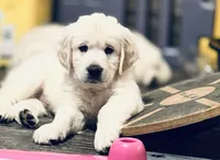 Bandit, a male English Cream Golden Retriever for sale in Rome, NY – 2 of 6