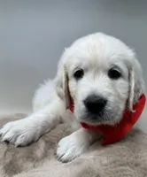 Banjo , a male English Cream Golden Retriever for sale in Rome, NY – 3 of 5