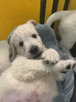 Bandit, a male English Cream Golden Retriever for sale in Rome, NY – 4 of 6