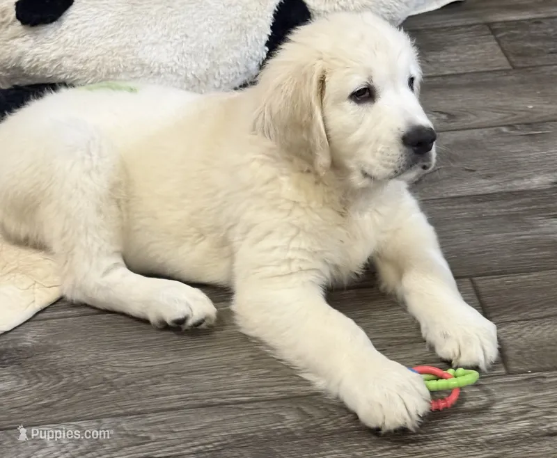 Lucky – English Cream Golden Retriever puppy for sale in Rome, NY