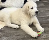Lucky, a male English Cream Golden Retriever for sale in Rome, NY – 1 of 4