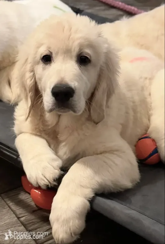 Banjo  – English Cream Golden Retriever puppy for sale in Rome, NY