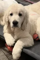 Banjo , a male English Cream Golden Retriever for sale in Rome, NY – 5 of 5