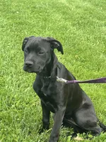 Ember, a female Cane Corso for sale in Folsom, CA – Photo 2 of 2