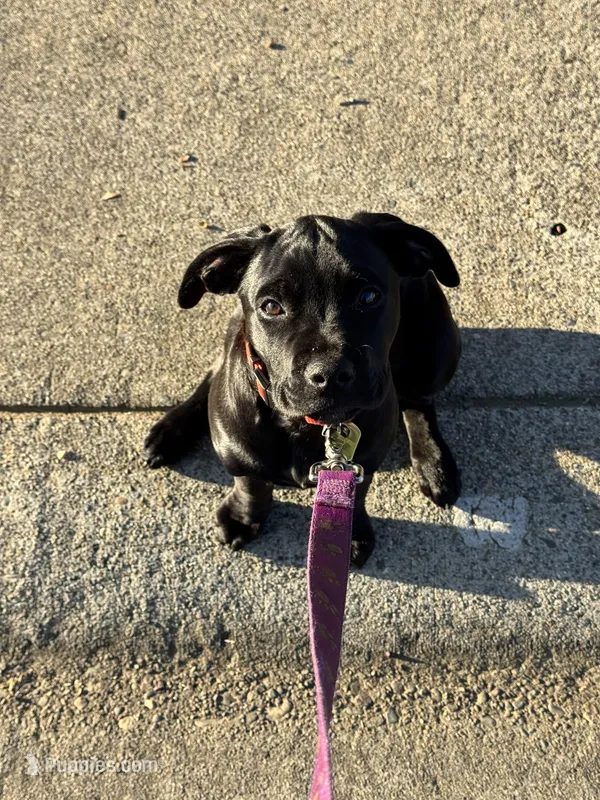 Ember – Cane Corso puppy for sale in Folsom, CA