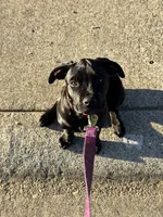 Ember, a female Cane Corso for sale in Folsom, CA – Photo 1 of 2