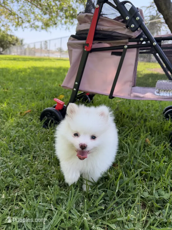 Sofi – Pomeranian puppy for sale in Burbank, CA