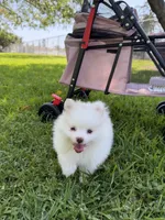 Sofi, a female Pomeranian for sale in Burbank, CA – 1 of 6