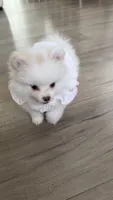 Sofi, a female Pomeranian for sale in Burbank, CA – 3 of 6