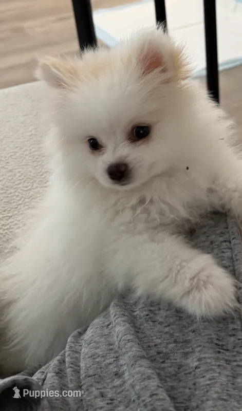 Sofi – Pomeranian puppy for sale in Burbank, CA