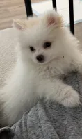 Sofi, a female Pomeranian for sale in Burbank, CA – 2 of 6