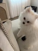 Sofi, a female Pomeranian for sale in Burbank, CA – 4 of 6