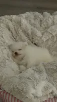 Sofi, a female Pomeranian for sale in Burbank, CA – 5 of 6