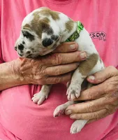 Male3, a male Great Dane for sale in Thomson, GA – Photo 2 of 2