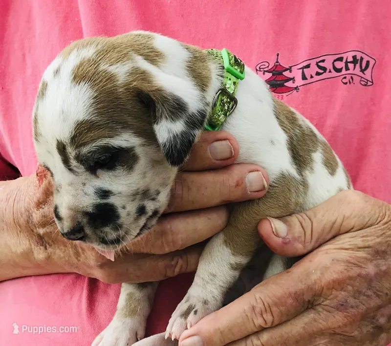 Male3 – Great Dane puppy for sale in Thomson, GA