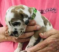 Male3, a male Great Dane for sale in Thomson, GA – Photo 1 of 2