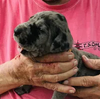 Male 1, a male Great Dane for sale in Thomson, GA – Photo 2 of 2