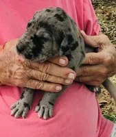 Male 1, a male Great Dane for sale in Thomson, GA – Photo 1 of 2