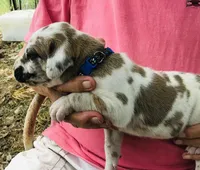 Male 5, a male Great Dane for sale in Thomson, GA – Photo 2 of 2