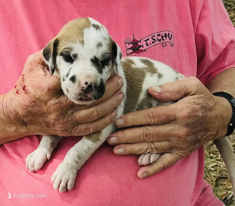 Male 5 – Great Dane puppy for sale in Thomson, GA
