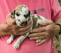 Male 5, a male Great Dane for sale in Thomson, GA – Photo 1 of 2