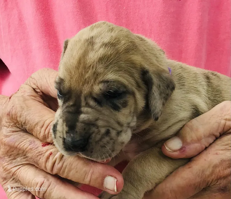 Female 3 – Great Dane puppy for sale in Thomson, GA