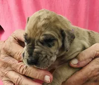 Female 3, a female Great Dane for sale in Thomson, GA – Photo 1 of 2