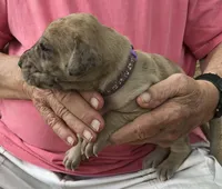 Female 3, a female Great Dane for sale in Thomson, GA – Photo 2 of 2