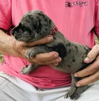 Female 2, a female Great Dane for sale in Thomson, GA – Photo 1 of 3