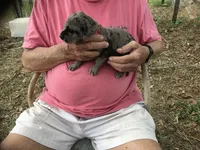 Female 2, a female Great Dane for sale in Thomson, GA – Photo 3 of 3