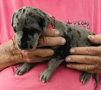 Female 2, a female Great Dane for sale in Thomson, GA – Photo 2 of 3