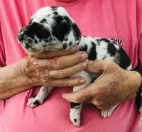Female 1, a female Great Dane for sale in Thomson, GA – Photo 1 of 2