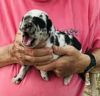 Female 1, a female Great Dane for sale in Thomson, GA – Photo 2 of 2