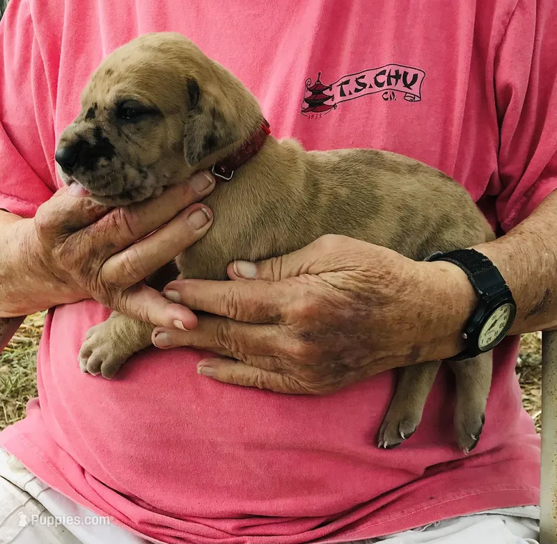 Male6 – Great Dane puppy for sale in Thomson, GA