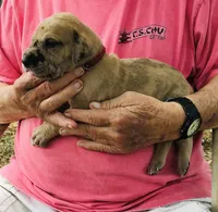 Male6, a male Great Dane for sale in Thomson, GA – Photo 1 of 2