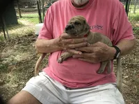 Male6, a male Great Dane for sale in Thomson, GA – Photo 2 of 2