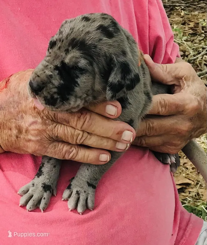 Male 2 – Great Dane puppy for sale in Thomson, GA